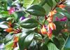 Фиалка Nematanthus Tropicana