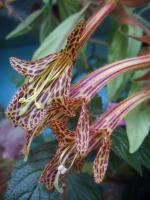  Columnea Shiedeana