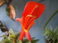 Фиалка Columnea Krakatau