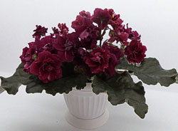 Фиалка Ness' Antique Red