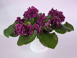 Фиалка Sparkelberry