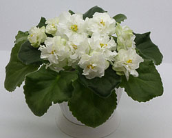 Фиалка Spring Rose