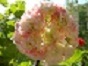 Пеларгония Apple Blossom Rosebud