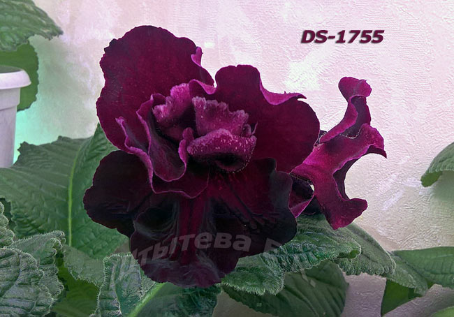  DS-1755 