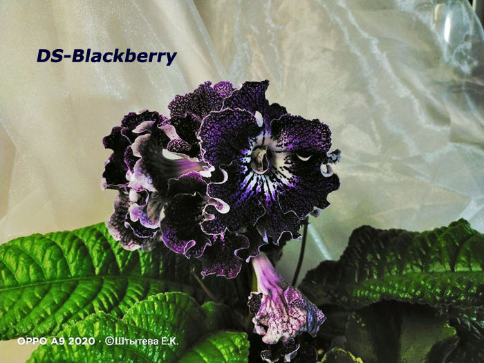  DS-Blackberry 