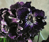 Стрептокарпус DS-Blackberry
