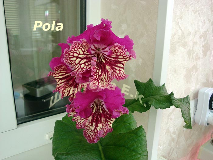  PK-Pola 7023 