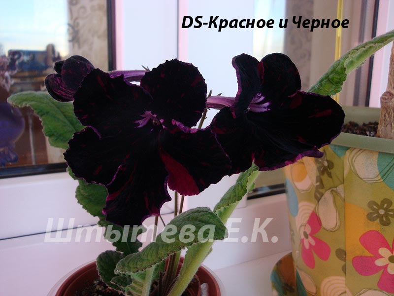Стрептокарпус DS-Красное и Черное 