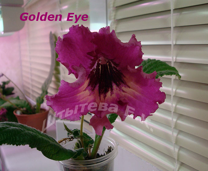 Стрептокарпус DS-Golden Eye 