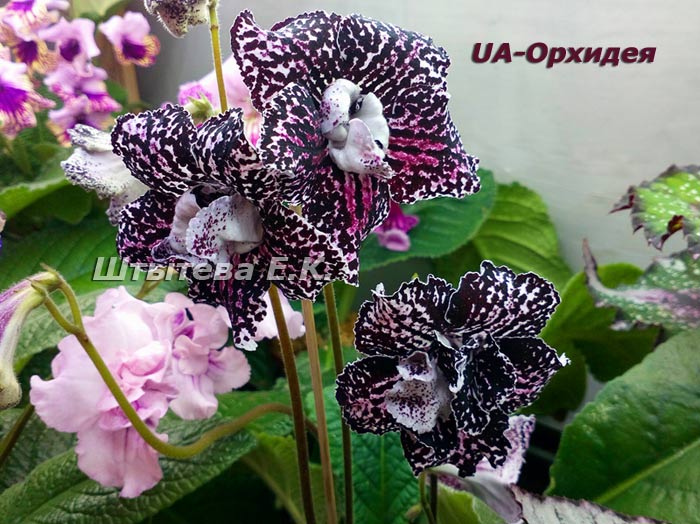 Стрептокарпус UA-Орхидея 