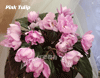 Фиалка Pink Tulip