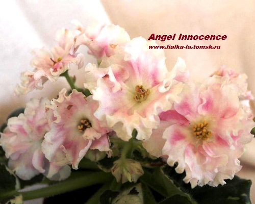  Angel 's Innocence 