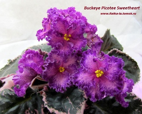  Buckeye  Picotee Sweetheart 