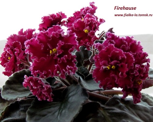  Firehause 