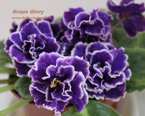  Grape Glory 