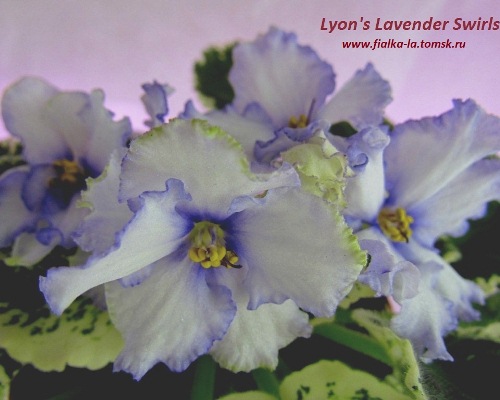  Lyons Lavender Swirls 