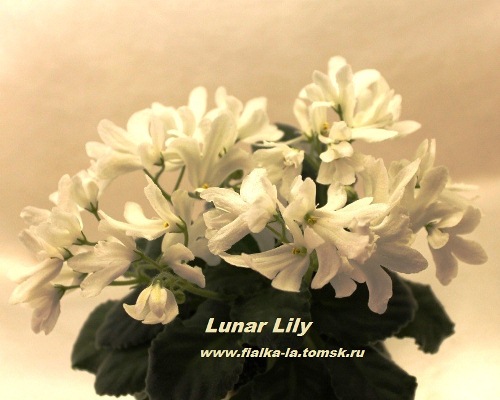  Lunar lily 