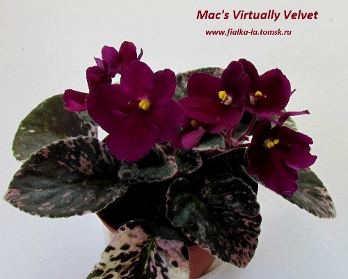  Mac`s Virtually Velvet 