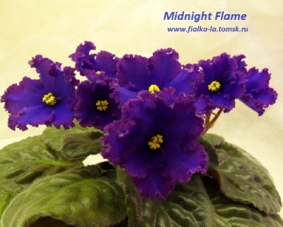  Midnight  Flame 