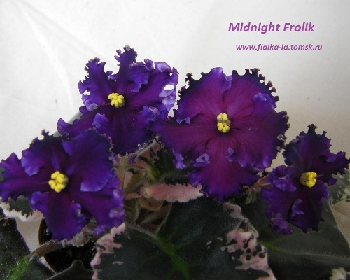  Midnight Frolic 