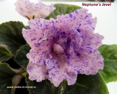  Neptunes Jewel 