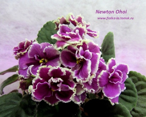  Newton Ohoi 