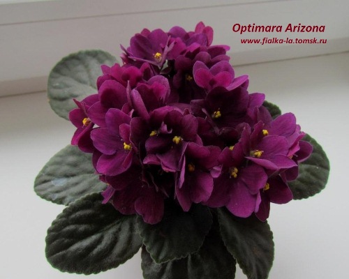  Optimara Arizona 