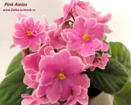  Pink Amiss 