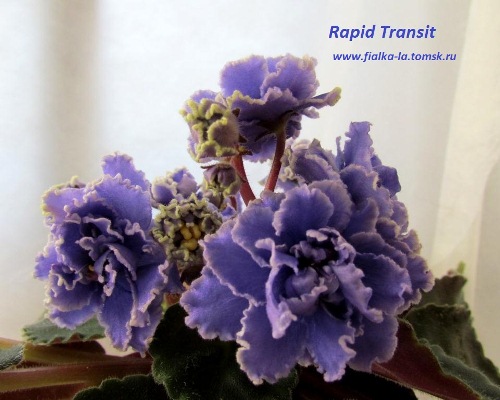  Rapid Transit 