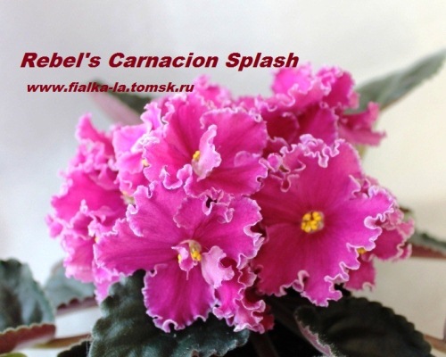  Rebel Carnation Splash 