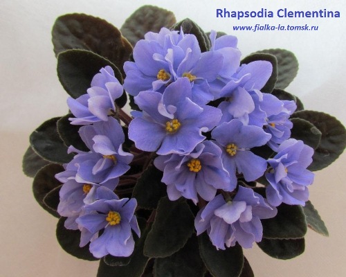  Rhapsodie Clementina 