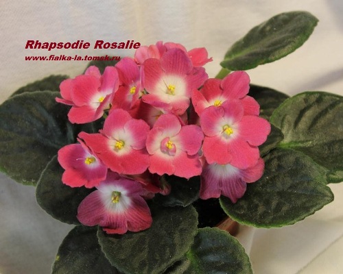  Rhapsodia Rosalie 