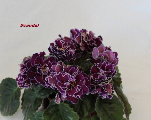  Scandal 