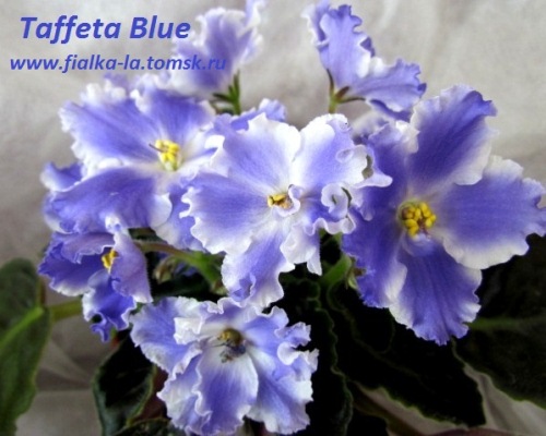  Taffeta Blue 