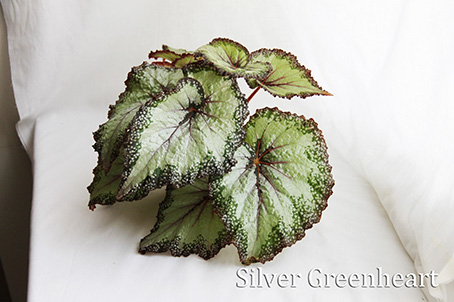  Silver Greenheart 