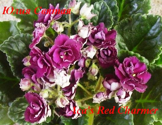  Aca's Red Charmer 