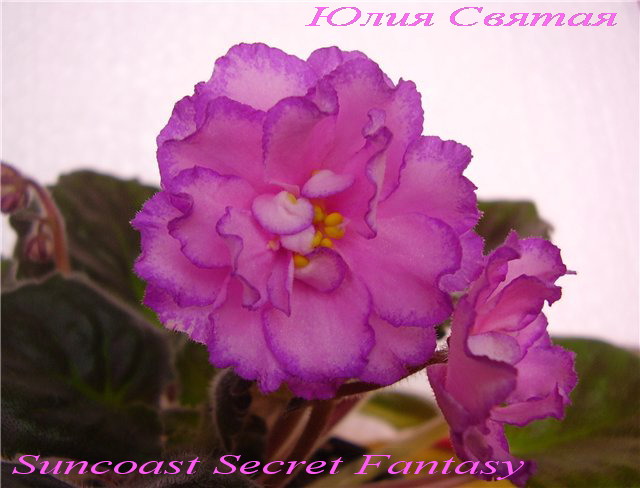  Suncoast Secret Fantasy 