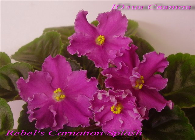  Rebel's Carnation Splash 