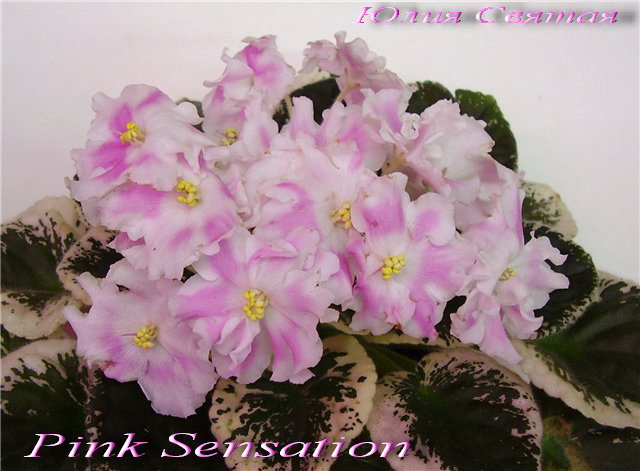  Pink Sensation 