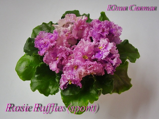 Фиалка Ruffles Фото И Описание