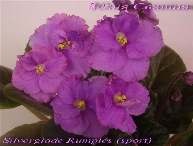  Silverglade Rumples (sport) 