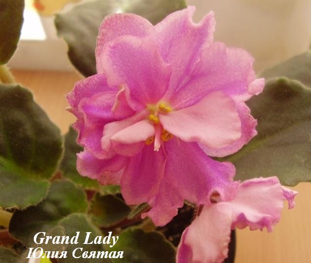  Grand Lady 