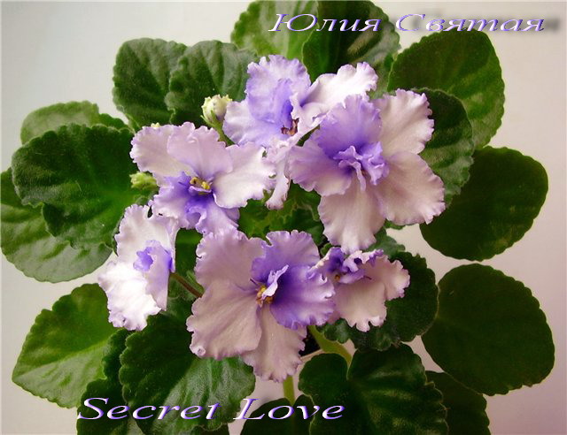  Secret Love 