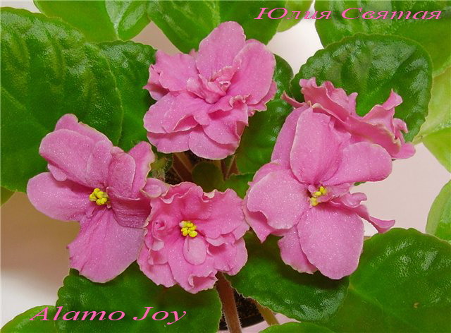  Alamo Joy 