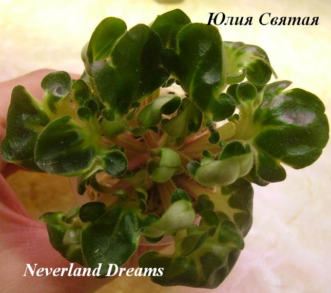  Neverland Dreams 