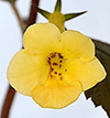 Ахименес Yellow Beauty