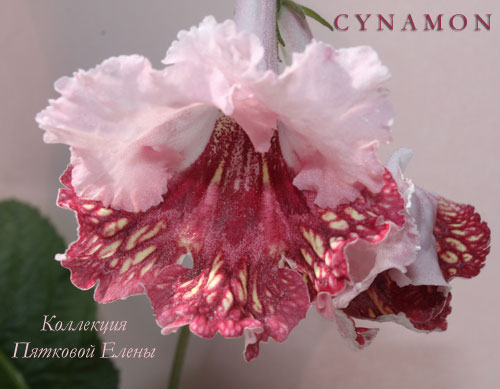  Cynamon 