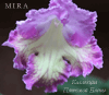  Mira