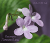  Gloria