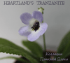  Heartlands Tanzanite